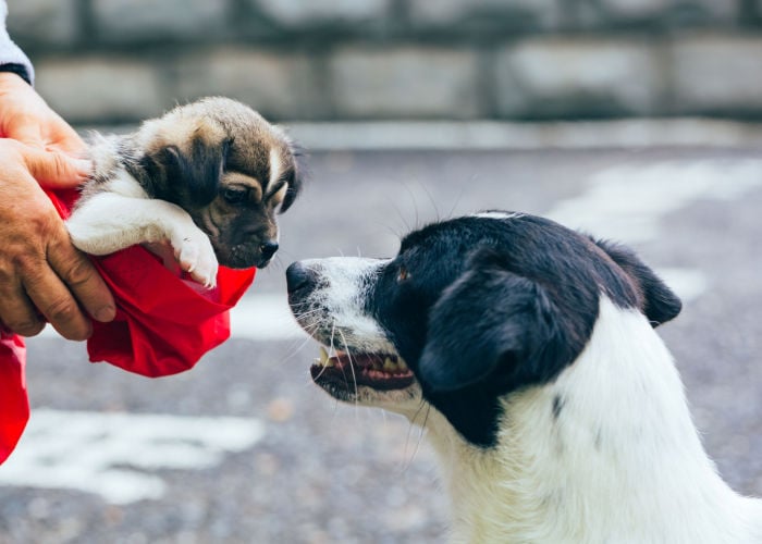 how to separate puppy from its mother