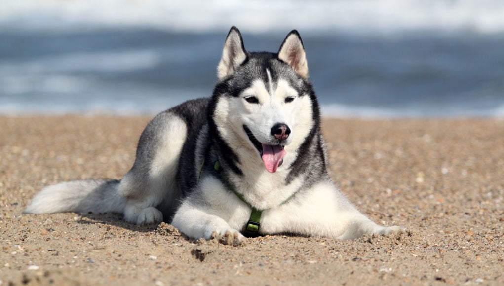 huskies in summer