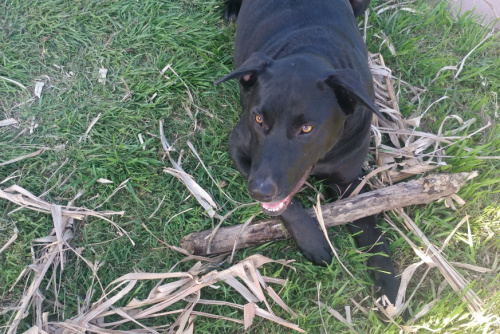 labradane playing with stick