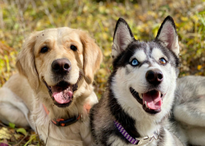 labrador and siberian husky