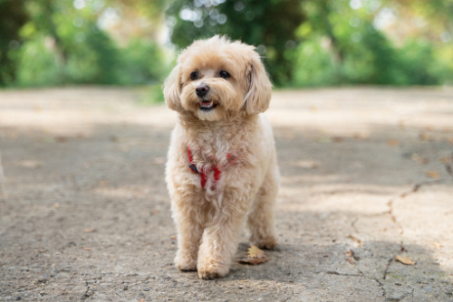 maltipoo with harness on