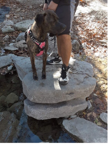 mixed breed healthy on a hike