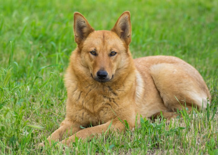 mixed dog breed