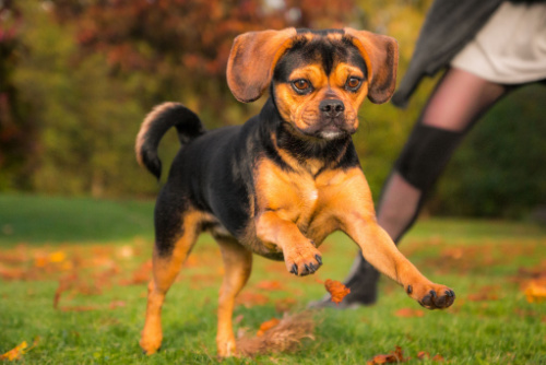 puggle running in field friendliest mixed dog breeds