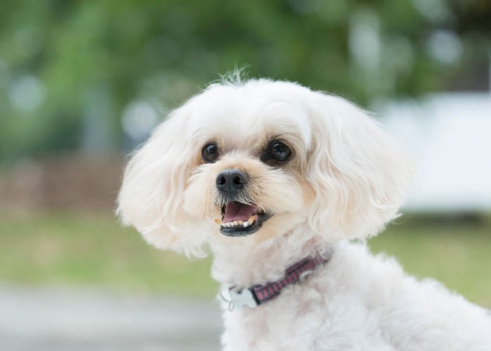 shih poo crossbreed