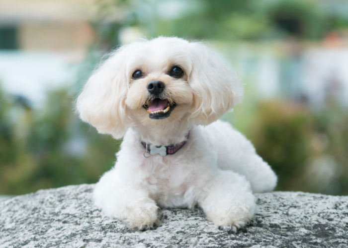 shih poo dog