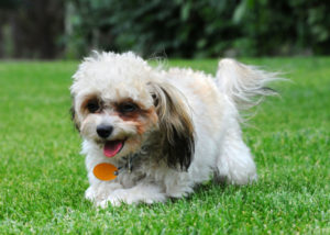 shih poo mixed breed