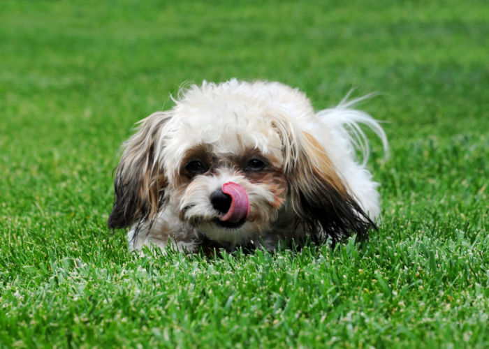 shih poo mixed breed dog