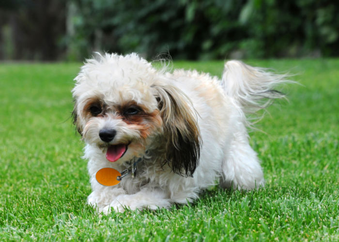 shih poo mixed breed