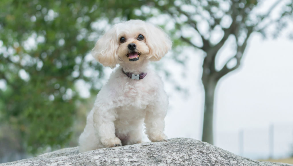 shih poo mixed dog breed