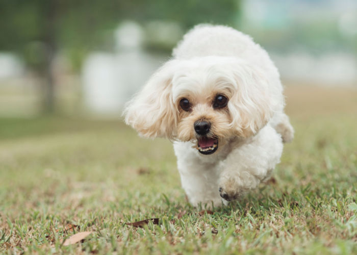 shih poo running outdoors