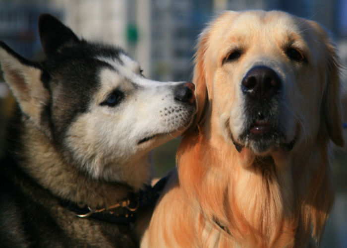 siberian husky and labrador retriever