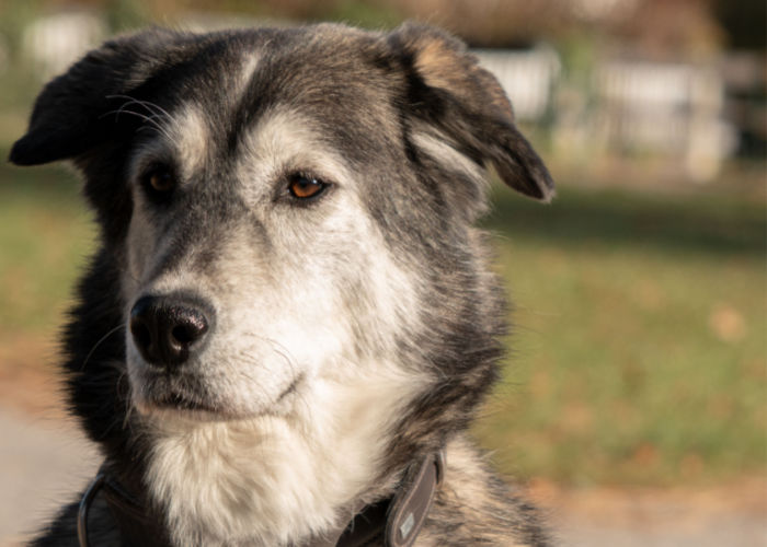 siberian retriever appearance