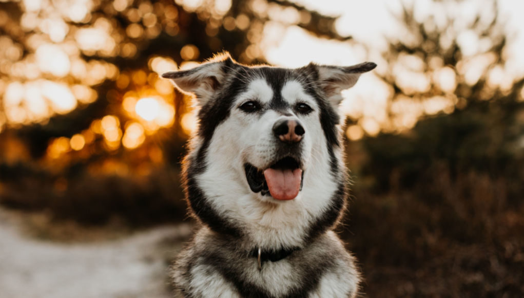 siberian retriever dog breed profile