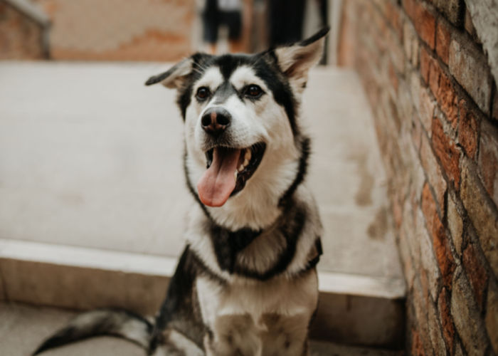 siberian retriever happy temperament