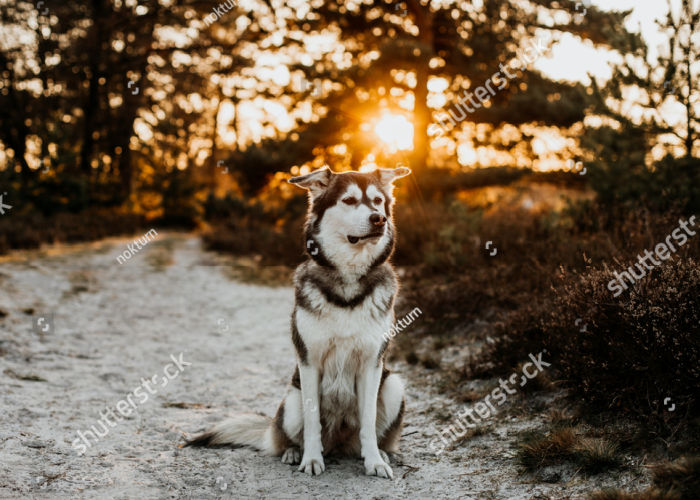 siberian retriever in winter