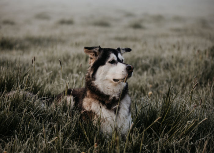 siberian retriever on the grass