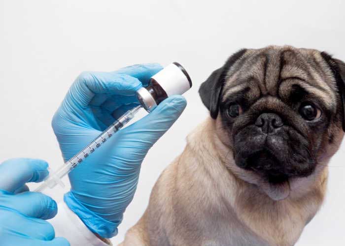 vaccine for dog