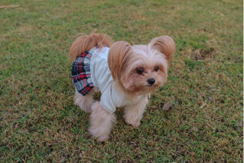 yorkie pom in a little outfit