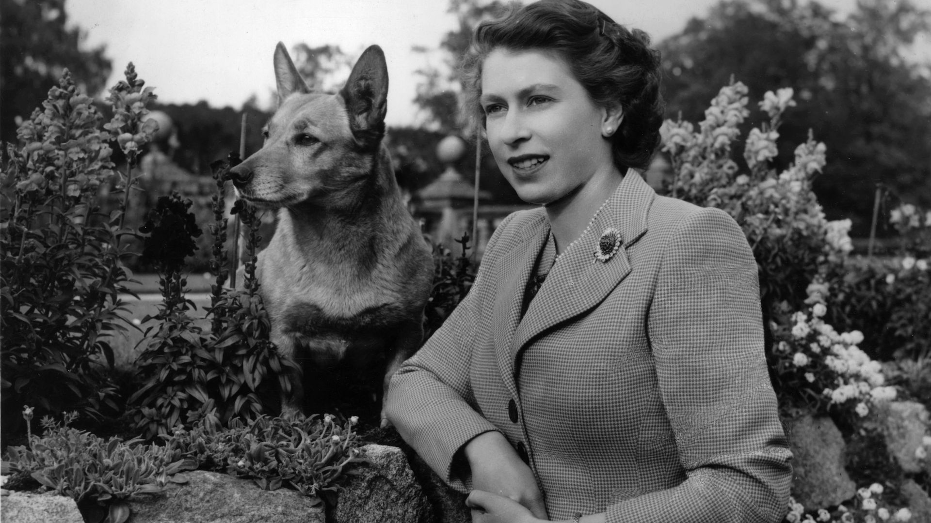 28th September 1952: Queen of Great Britain Elizabeth II at Balmoral Castle with one of her Corgis.