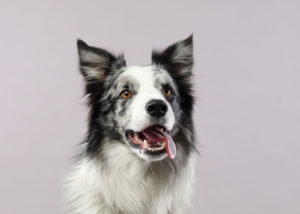 Blue-merle-border-collie