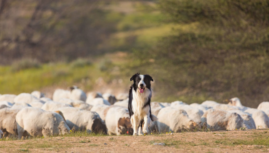 Border-Collie-herding-sheep-featured-image