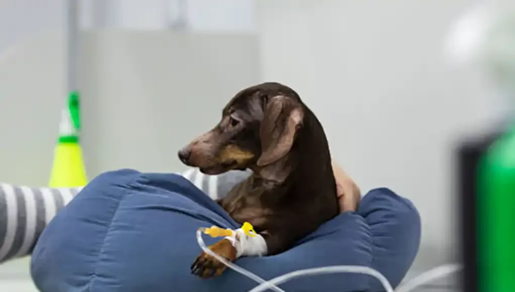 Chemotherapy in Dogs- Everything You Need To Know