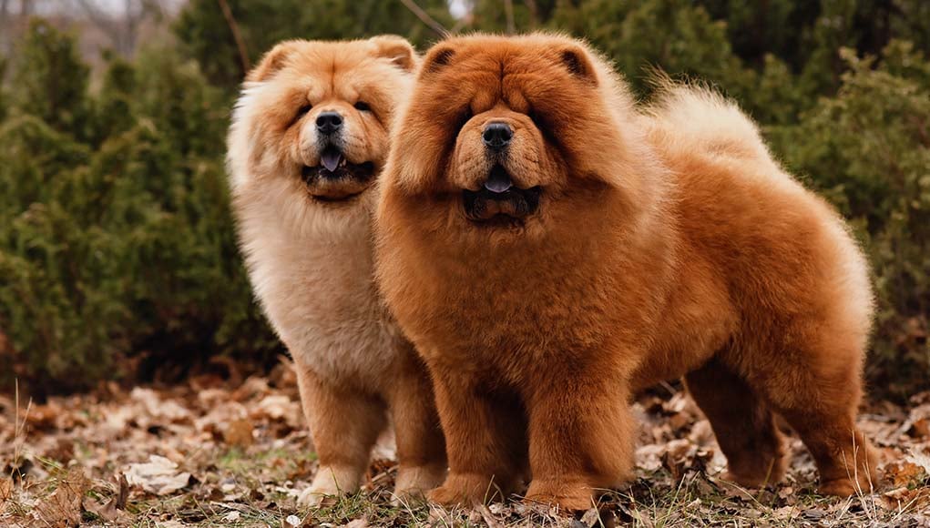 Brown Chow Chows