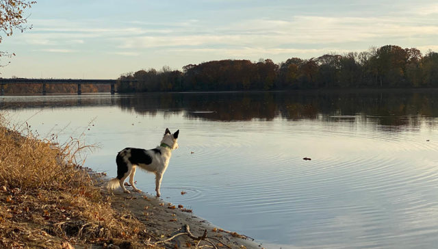 Connecticut Pet Stores, Dog Parks, Grooming, And More Featured