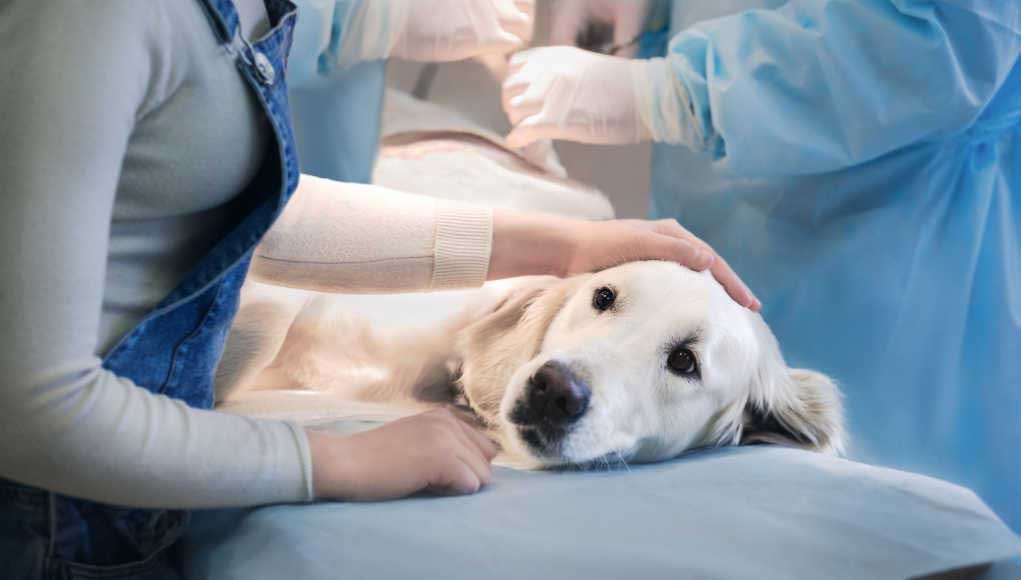 Dog Cancer Treatment