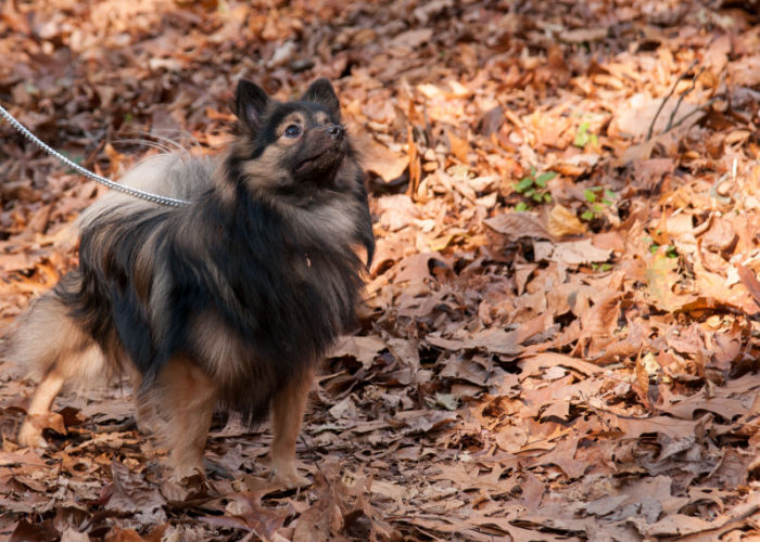 Dog in Blackbird State Forest Delaware