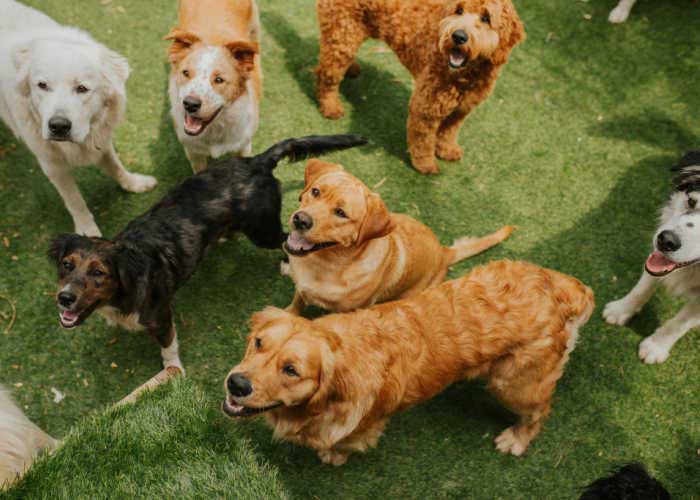 Pack of dogs in a daycare