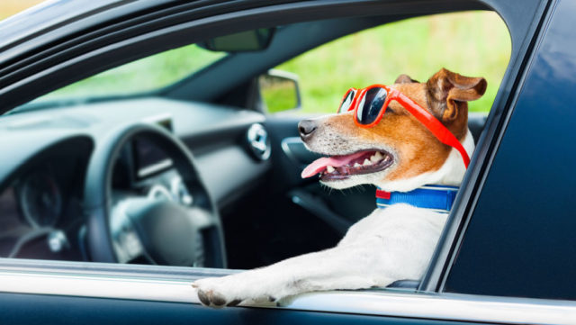 Dogs-in-car-summer-featured-image