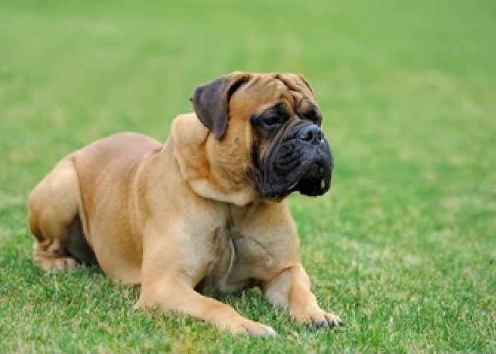 English-Mastiff-breed