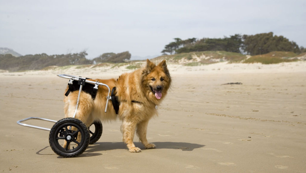 Hip-dysplasia-in-dog-on-wheelchair