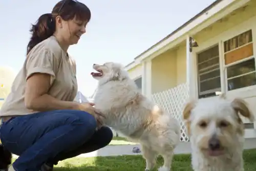 How to prepare your dog for boarding Meet and Great with Employees