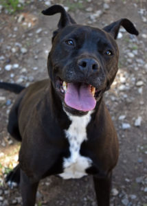 Labrador-mixes-boxador