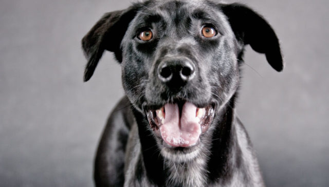 Labrador-mixes-featured-image