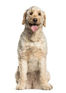 Labrador-mixes--labradoodle