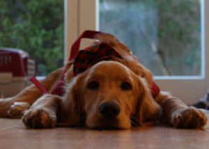 Labrador-mixes-labrasetter