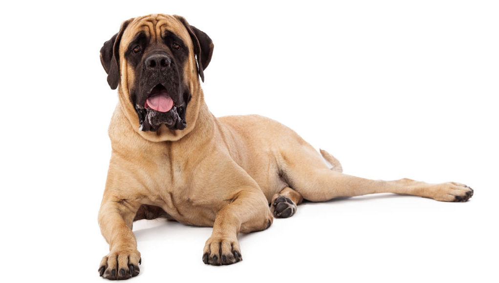 Mastiff-Dog-Breed-Featured-Image