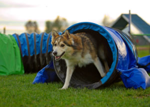 Mixed-breed-dog-in-training