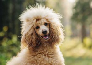 Poodle with a thick tuft of hair