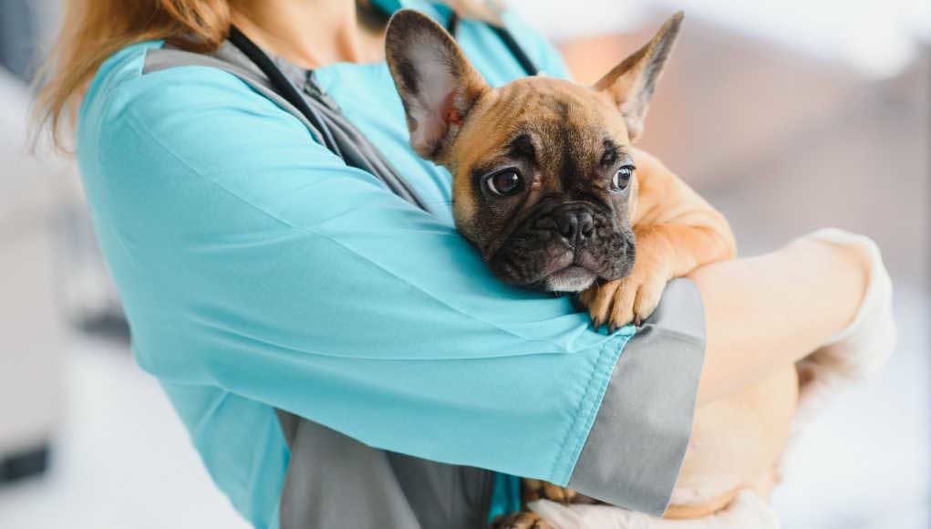 Prostate Cancer In Dogs