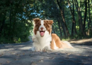 Red-and-white-border-collie