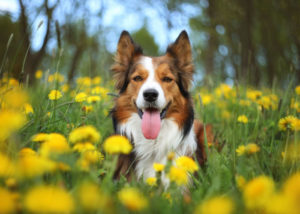 Sable-border-collie