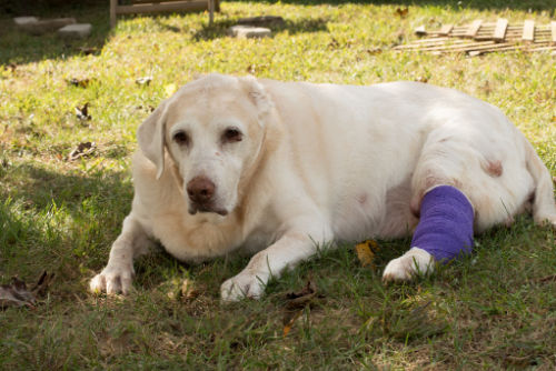 Senior Labrador fighting Mast Cell Tumors (1)