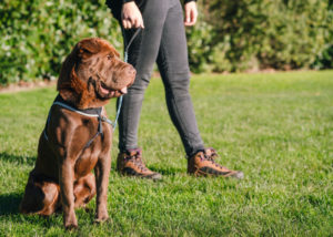 Sharpei-labrador-mixes