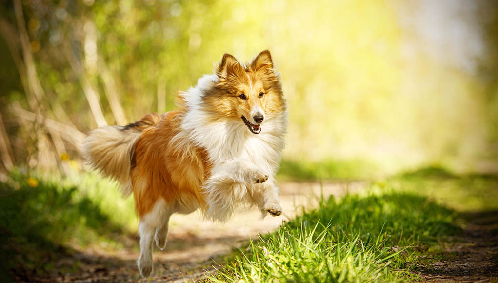 Shetland SHeepdog Dog breed profile summary