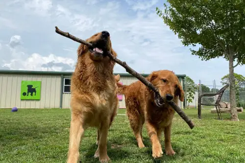 The Benefits of Dog Daycare